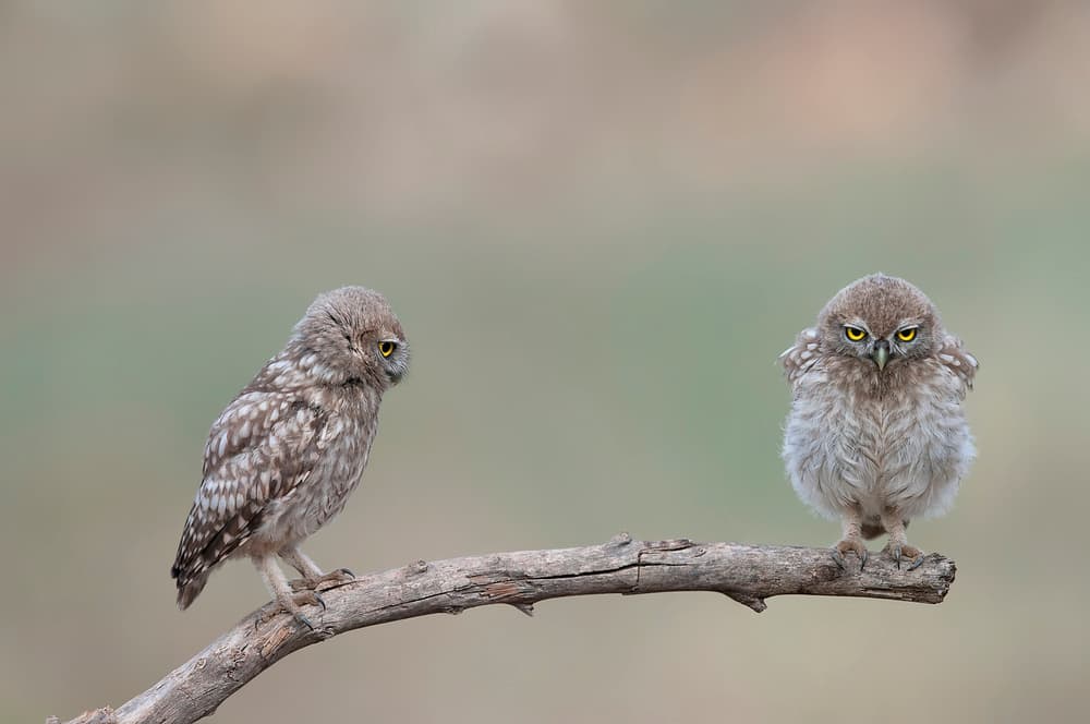 Curious And Angry Owls by Eyal Amer — canvas wall art