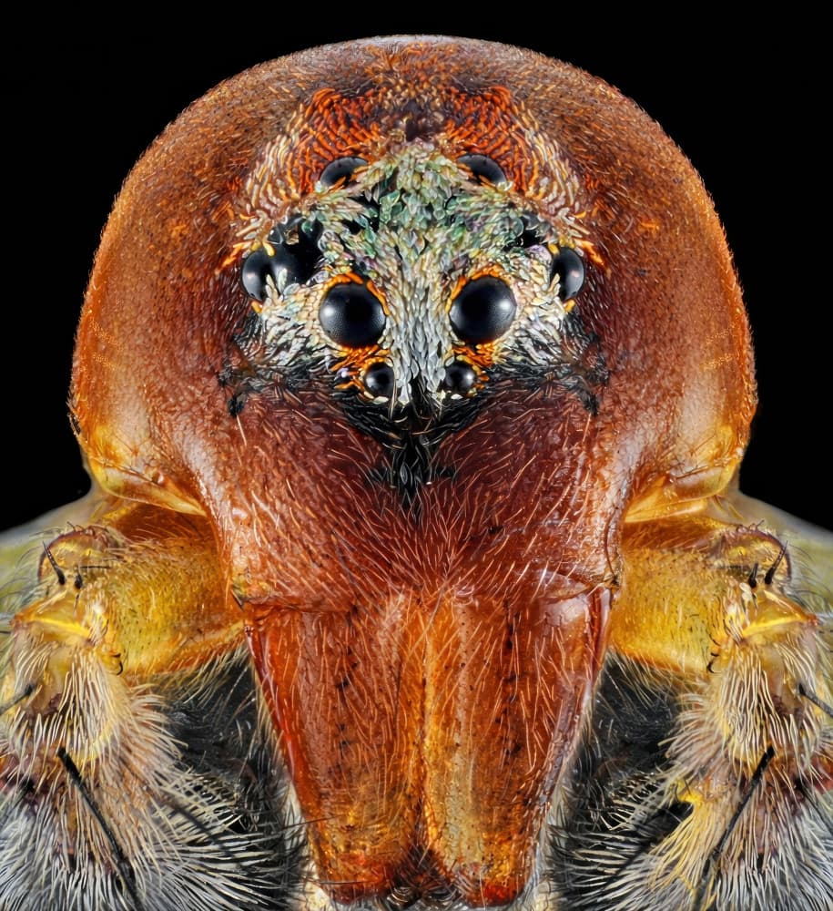 Vivid Spider Macro Face by Edy Pamungkas — canvas wall art