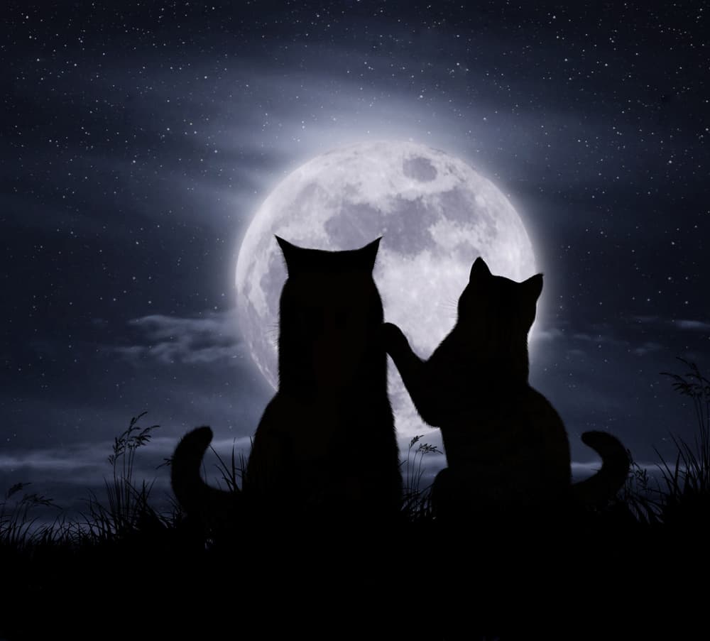 Cats Under Moonlight by Iryna Kuznetsova (Iridi) — canvas wall art