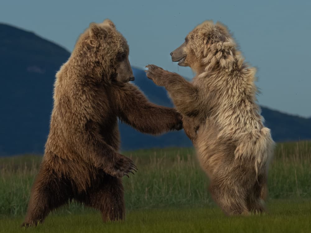 Playful Grizzly Bears by Barbara Gill — canvas wall art