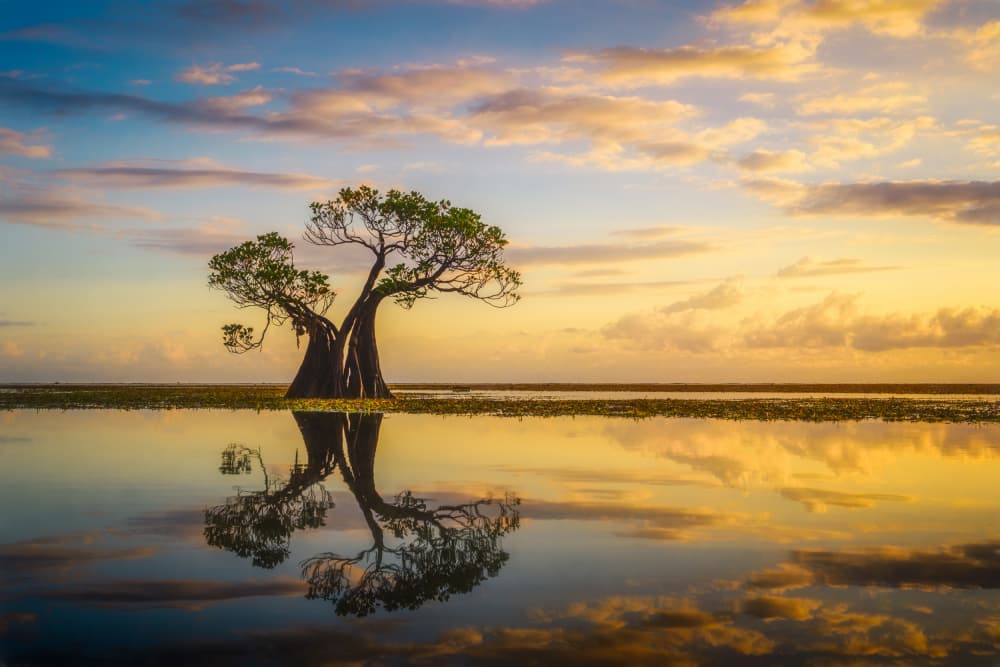 Golden Tree Still Water by Dmitry Razr — canvas wall art