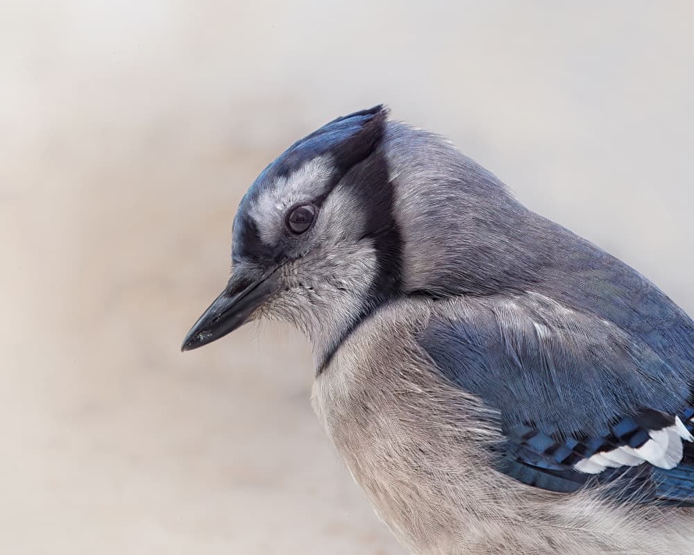 Majestic Blue Jay by Lucie Gagnon — canvas wall art