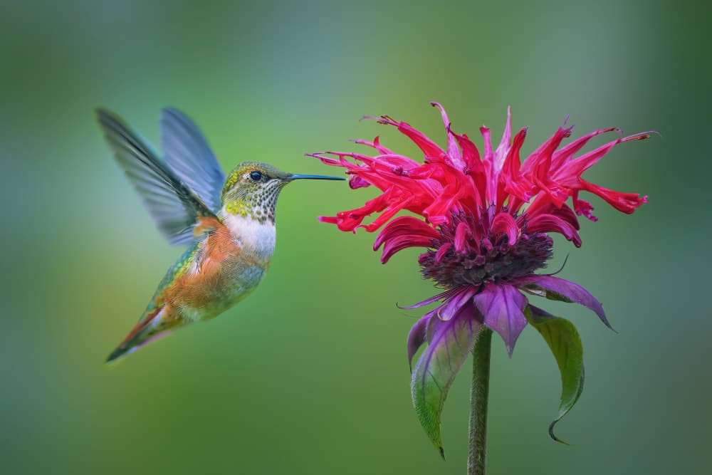 Vibrant Hummingbird Flower by Qing Zhao — canvas wall art