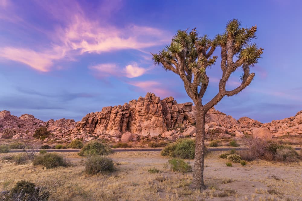 Joshua Tree Desert Sky by Melanie Viola — canvas wall art