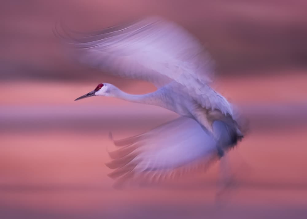 Graceful Crane Flight by Hanping Xiao — canvas wall art