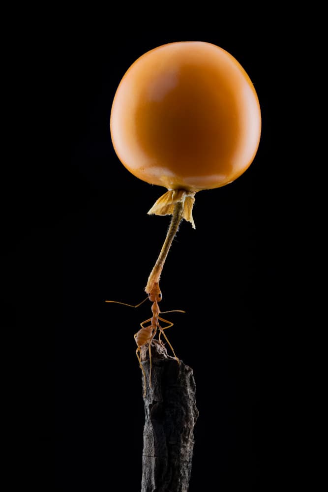 Ant and Golden Berry by Lisdiyanto Suhardjo — canvas wall art