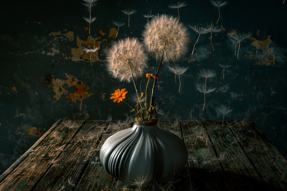 Moody Dandelion Still Life by Farid Kazamil — canvas wall art