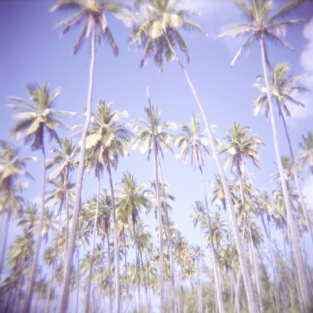 Dreamy Tropical Palms by Lynann Colligan — canvas wall art