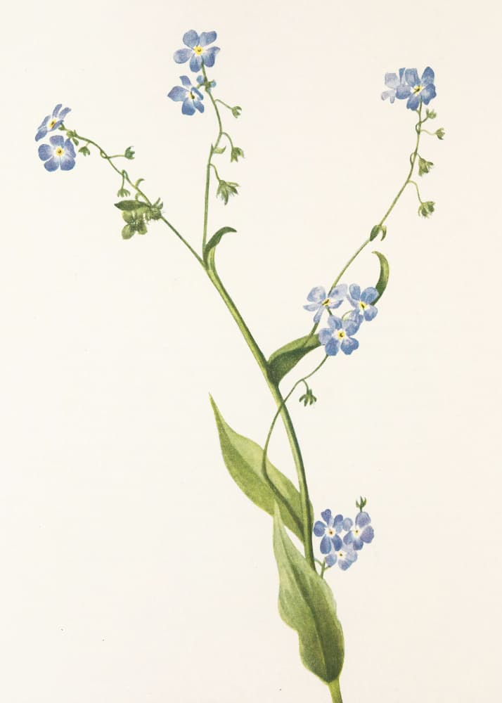 Bur Forget Me Not From North American Wildflowers (1925) By Mary Vaux Walcott by Mary Vaux Walcott — canvas wall art