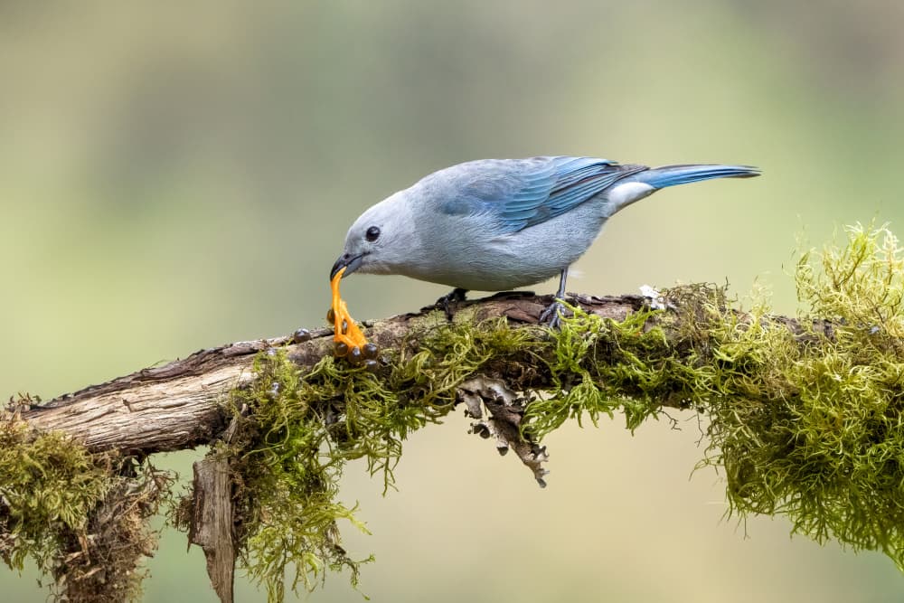 Blue Tanager Feeding by Serena Duan — canvas wall art