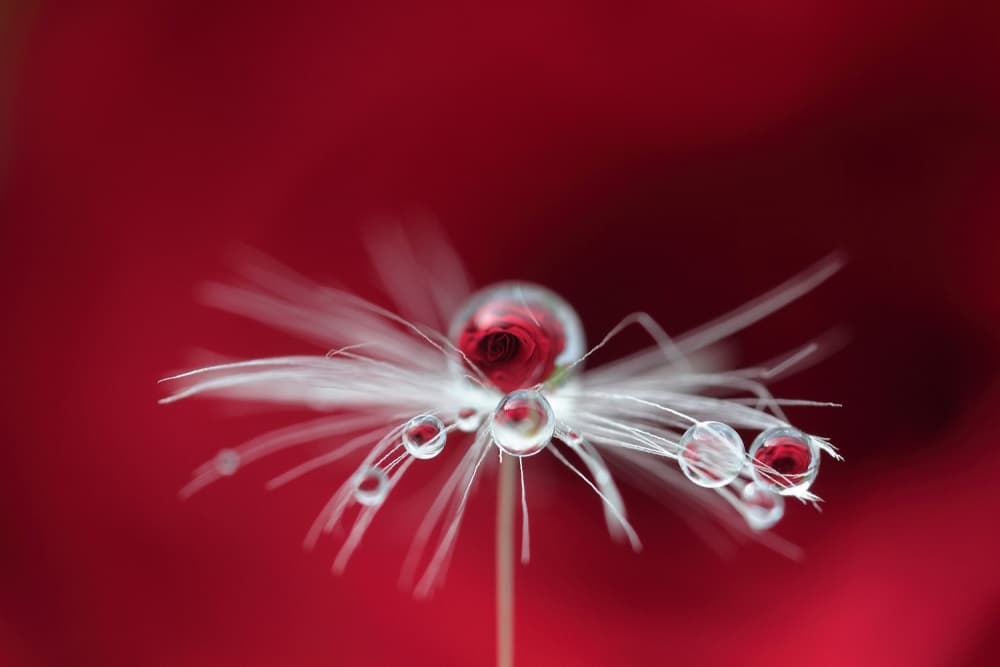 Red Rose Dandelion Drops by Bertrand Kulik — canvas wall art