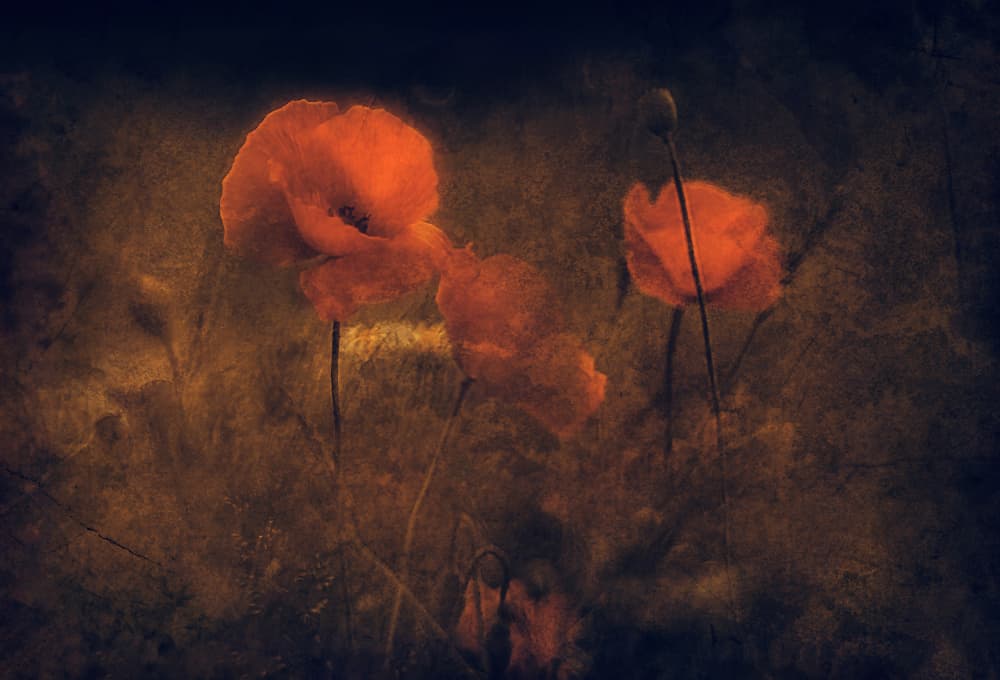 Moody Red Poppies by Jan van der Linden — canvas wall art