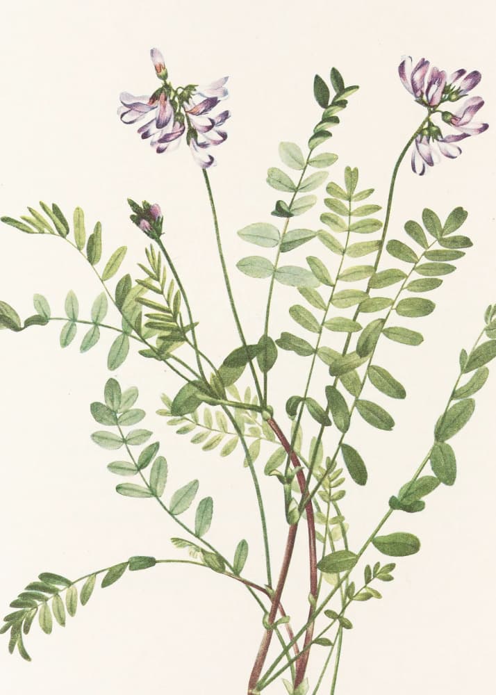 Alpine Milkvetch From North American Wildflowers (1925) By Mary Vaux Walcott by Mary Vaux Walcott — canvas wall art
