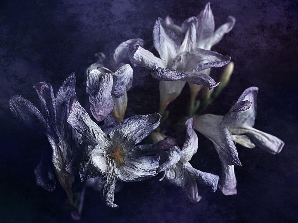 Moody Dried Blooms by Nicoleta Gabor — canvas wall art