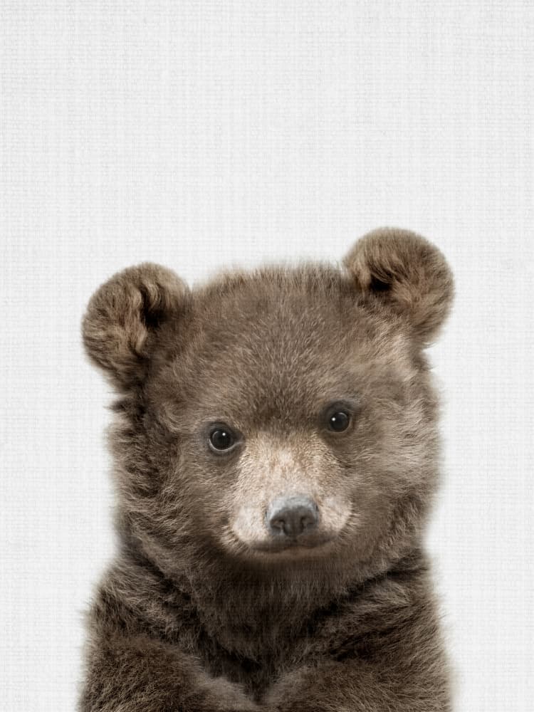 Cute Bear Cub by Lila & Lola — canvas wall art