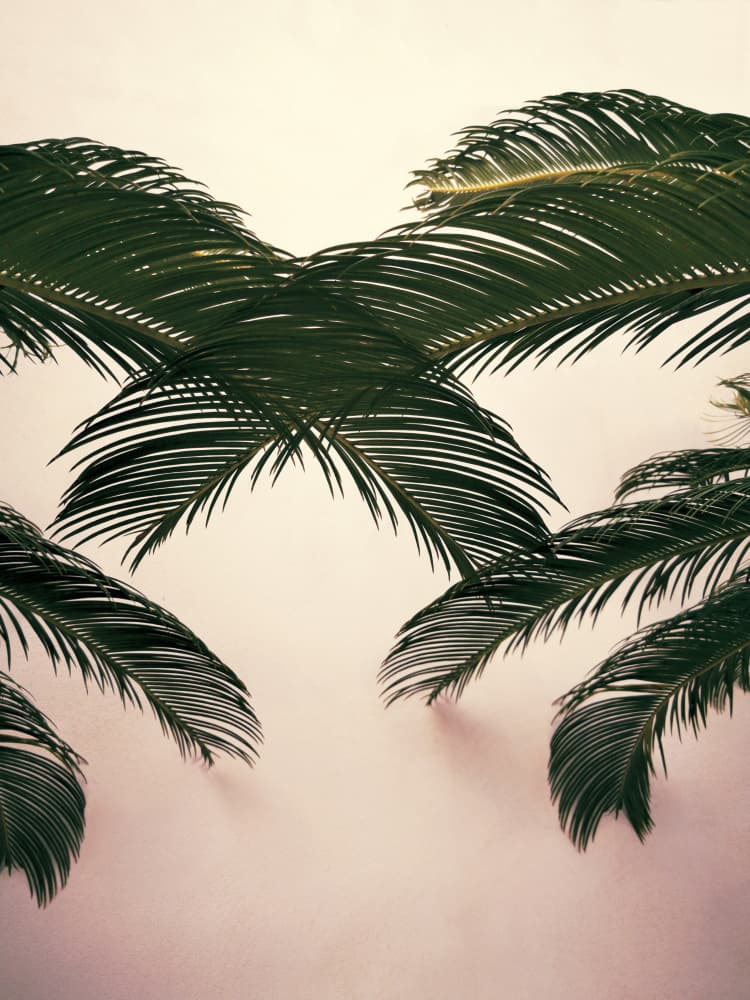 Minimal Palm Leaves by Angelo Cerantola — canvas wall art
