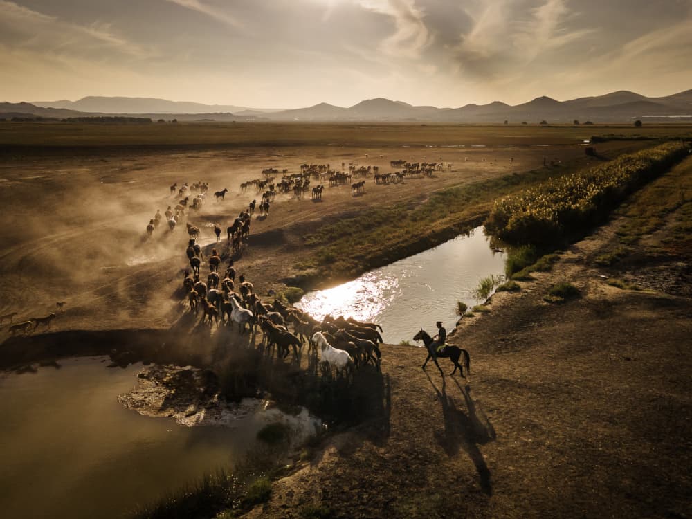 Dusty Wild Horse Drive by Dan Mirica — canvas wall art