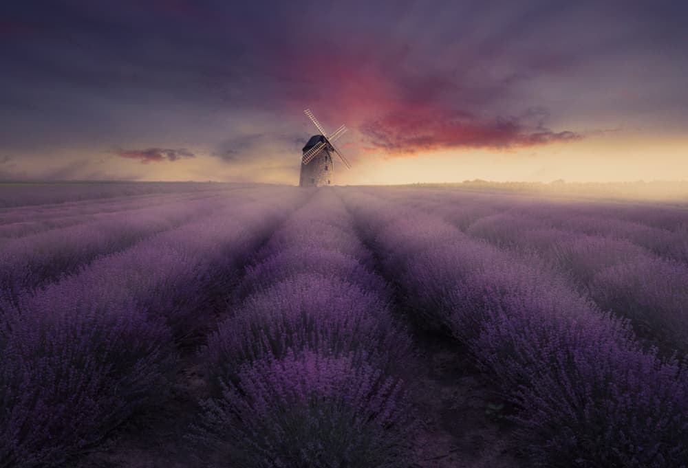 Lavender Windmill Sunset by Nikki Georgieva V E G A N I K — canvas wall art