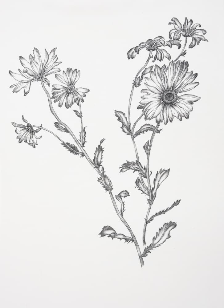 Flowering Wild Daisies