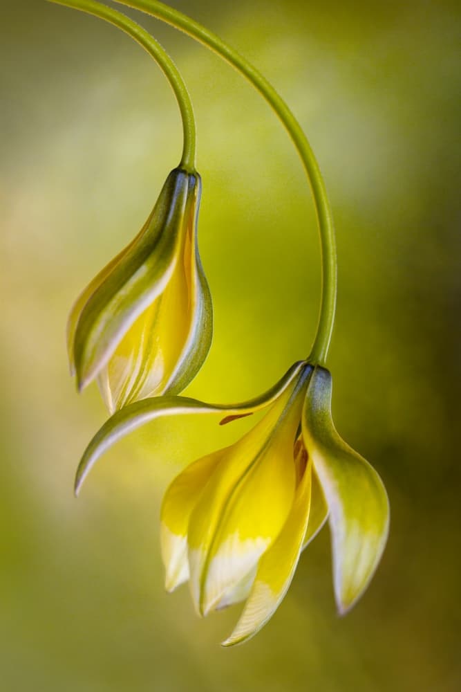 Tulipa by Mandy Disher — canvas wall art