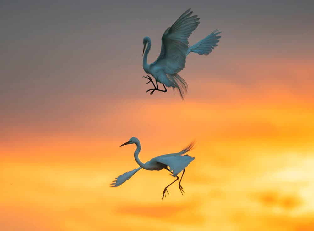 Graceful Egrets Sunset Flight by Aijing H. — canvas wall art
