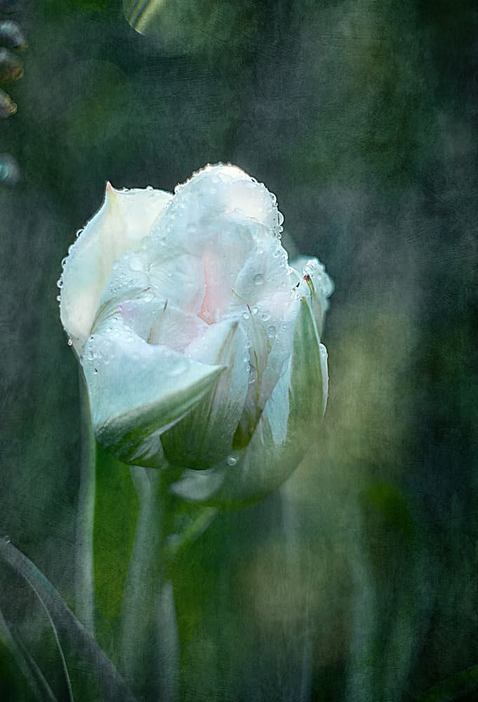 Dewdrop Tulip Bloom by Katarina Holmström — canvas wall art
