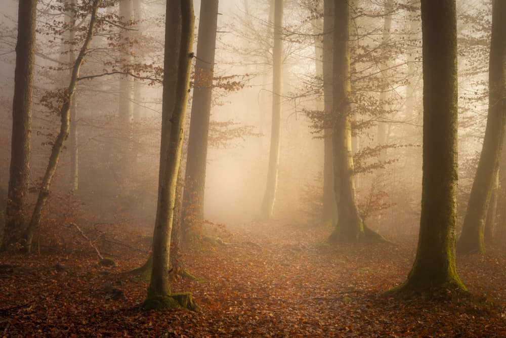 Misty Autumn Forest by Norbert Maier — canvas wall art