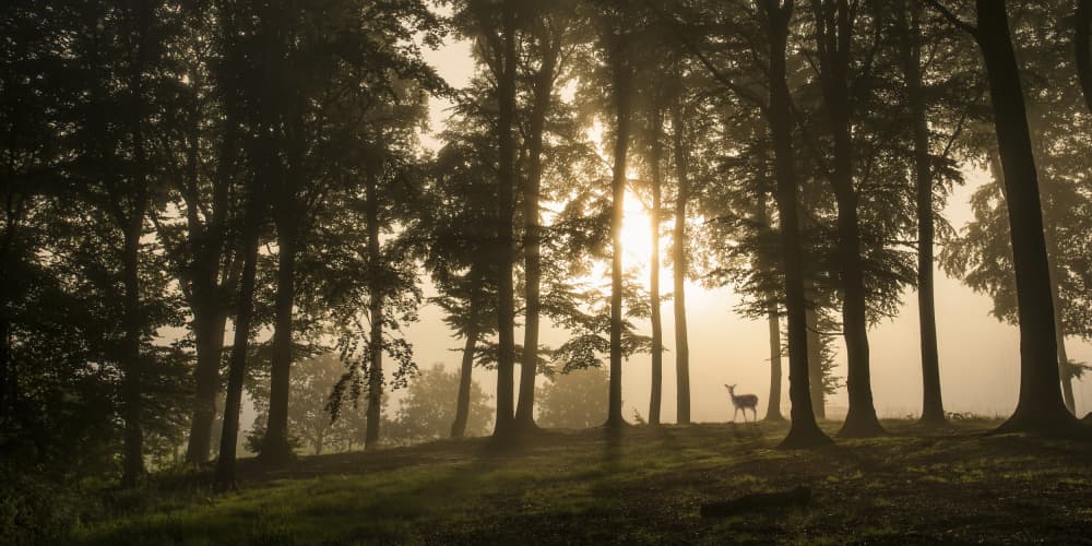 Deer in Morning Mist by Leif Løndal — canvas wall art