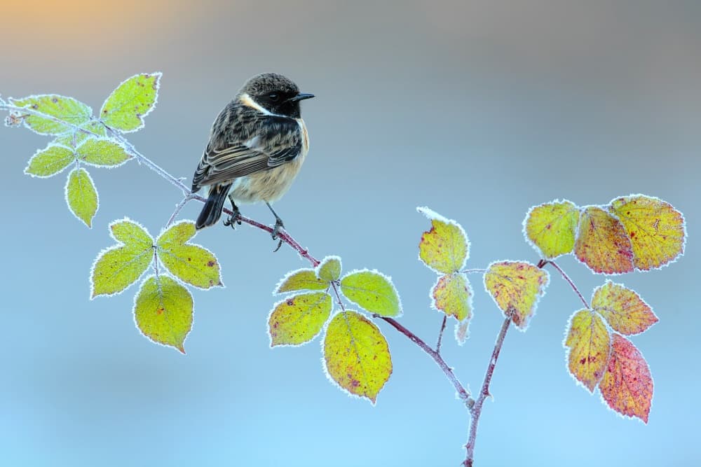 Frosty Morning Stonechat by Andres Miguel Dominguez — canvas wall art