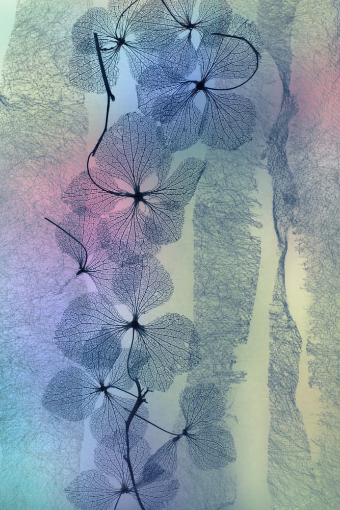Ethereal Skeleton Flowers by Shihya Kowatari — canvas wall art