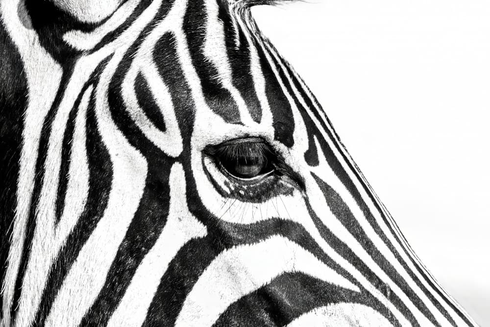 Striking Zebra Eye by Naomi Lupton — canvas wall art