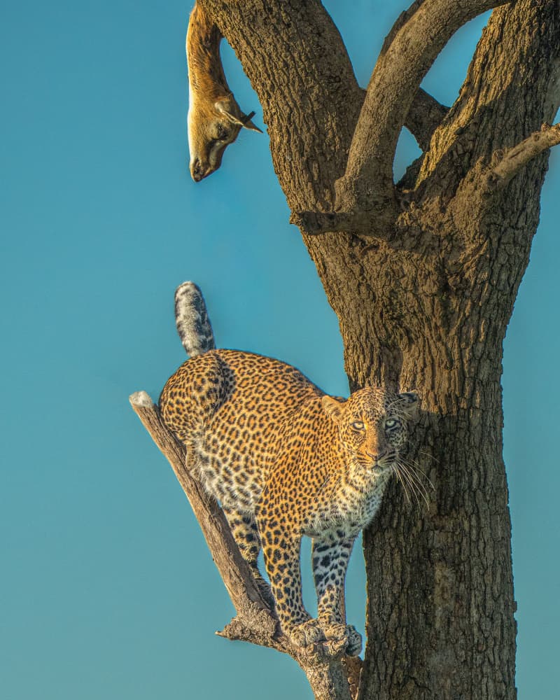 Watchful Leopard in Tree by Yogesh Bhatia — canvas wall art