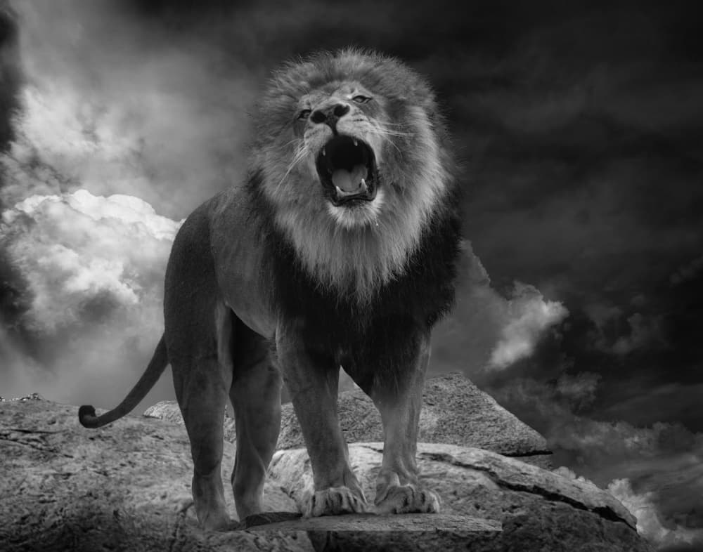 Dramatic Lion Roar by Krystina Wisniowska — canvas wall art