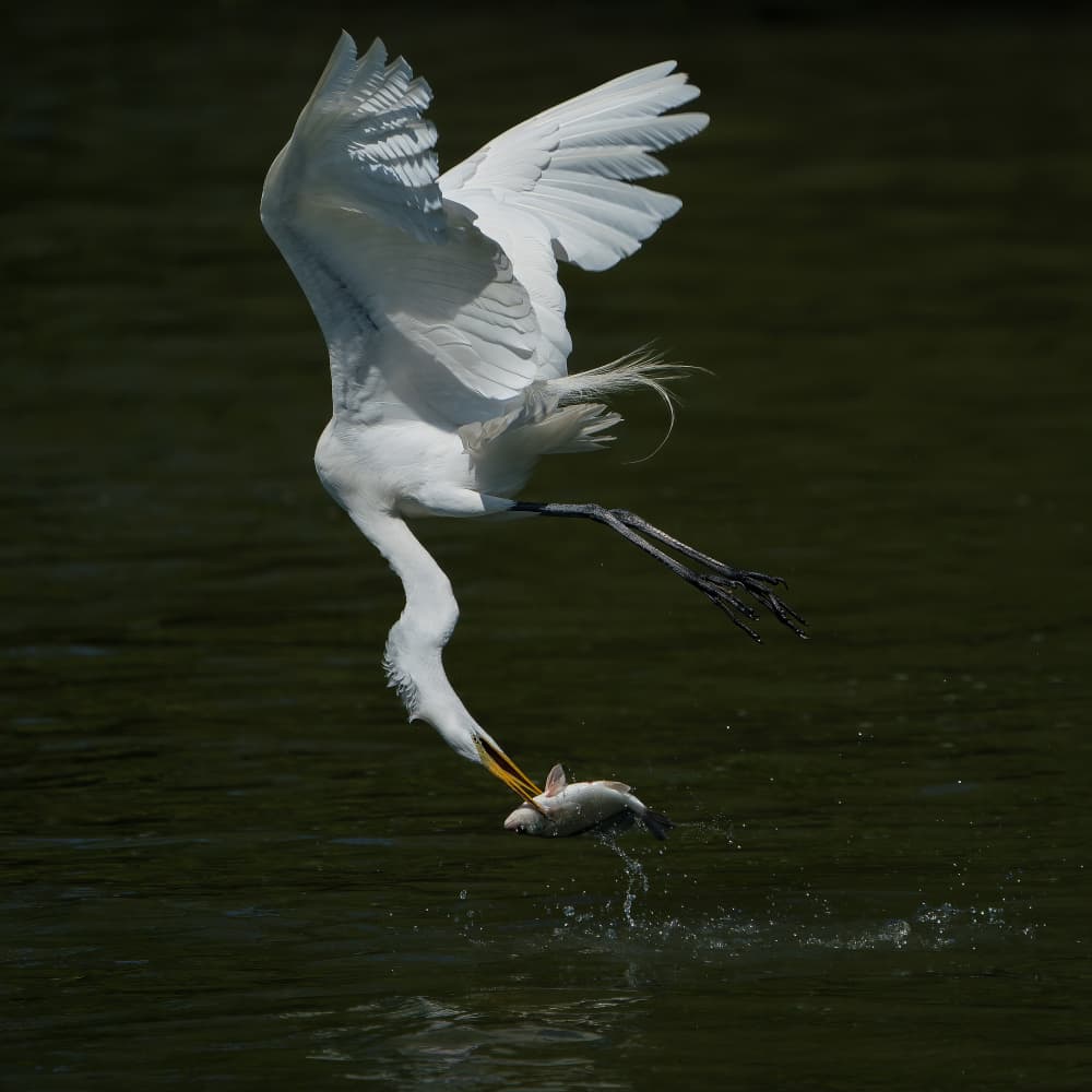 Egret Catches Fish by Alex Li — canvas wall art