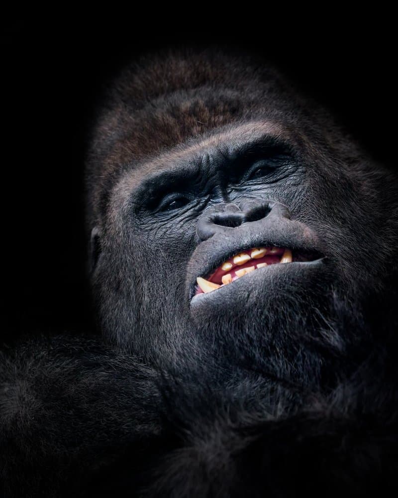 Intense Gorilla Gaze by Helena GARCIA HUERTAS — canvas wall art