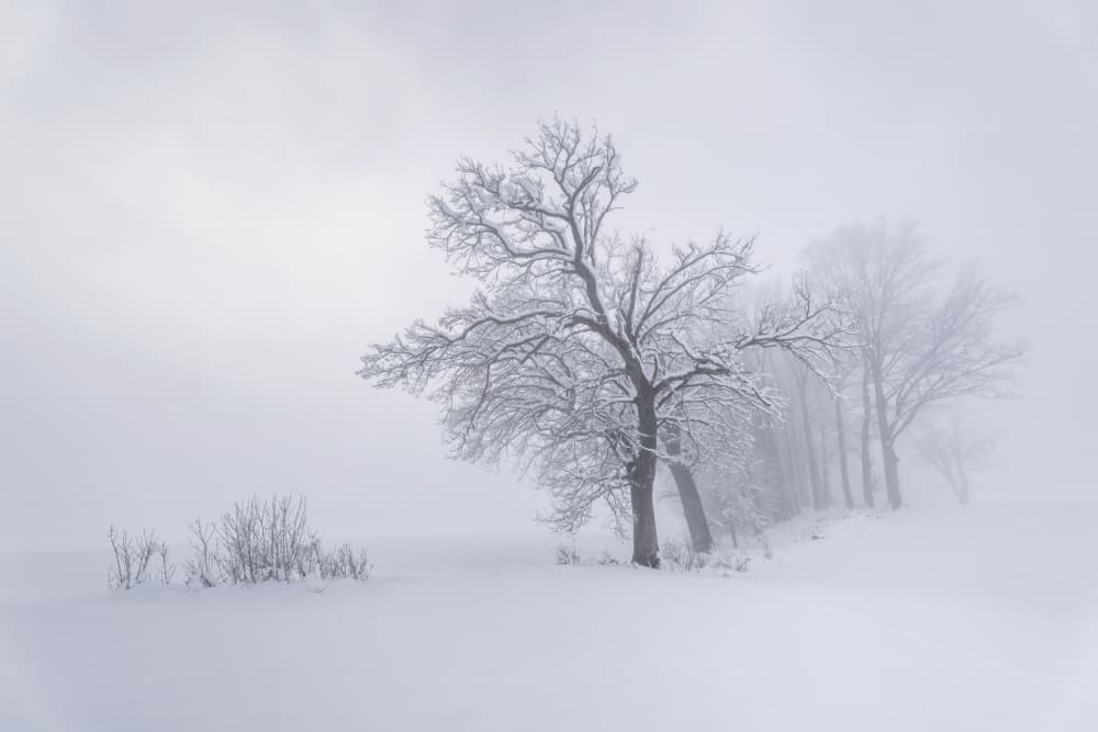Winter Trees In Fog by Norbert Maier — canvas wall art