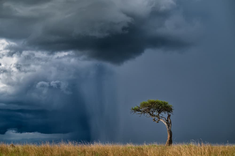 Lonely Tree Stormy Sky by Luigi Ruoppolo — canvas wall art