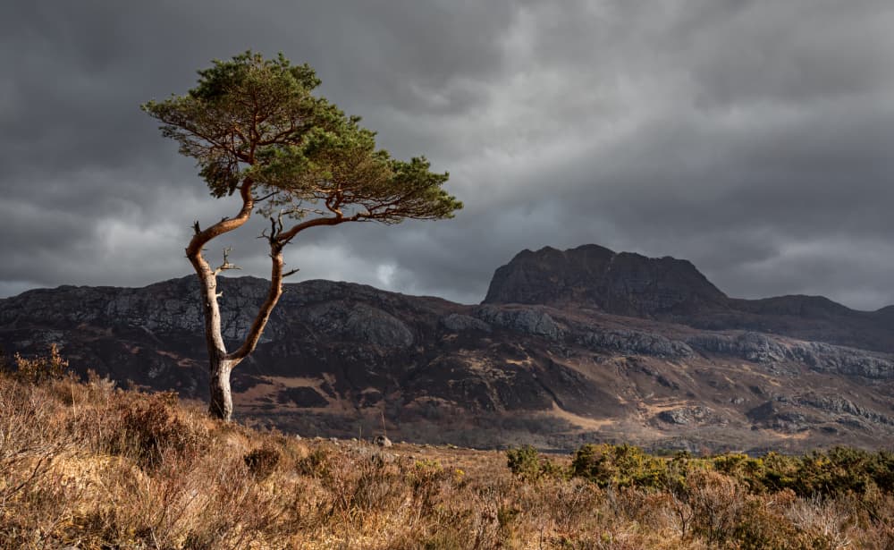 Scottish Pine Landscape by Anne Berger — canvas wall art