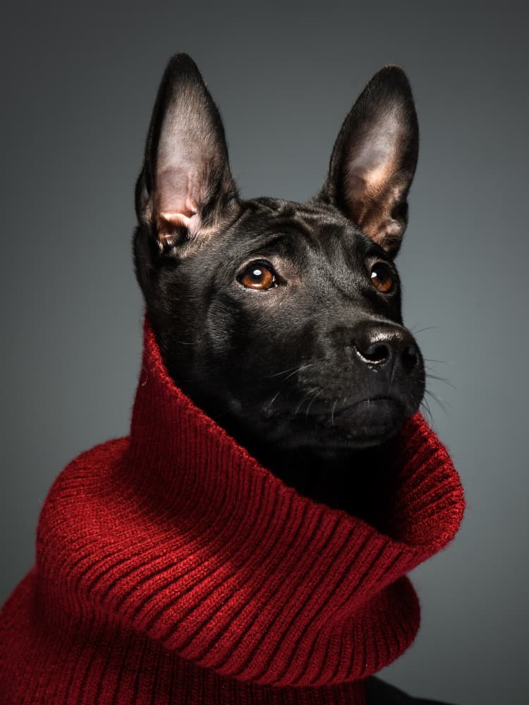 Cozy Dog in Red Sweater by Rostovskiy Anton — canvas wall art