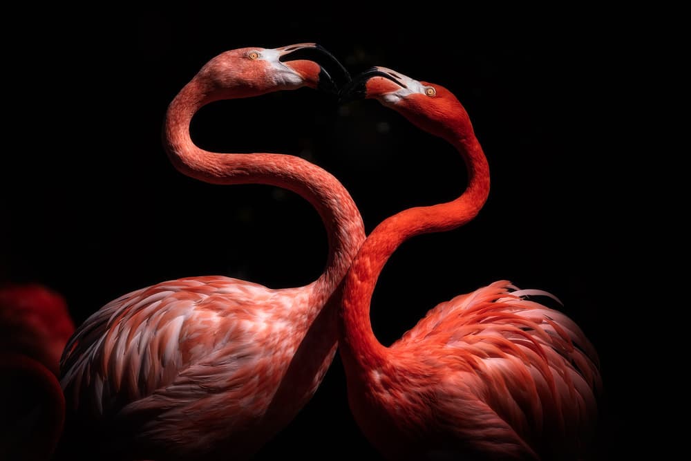 Flamingos in Love by Eiji Itoyama — canvas wall art
