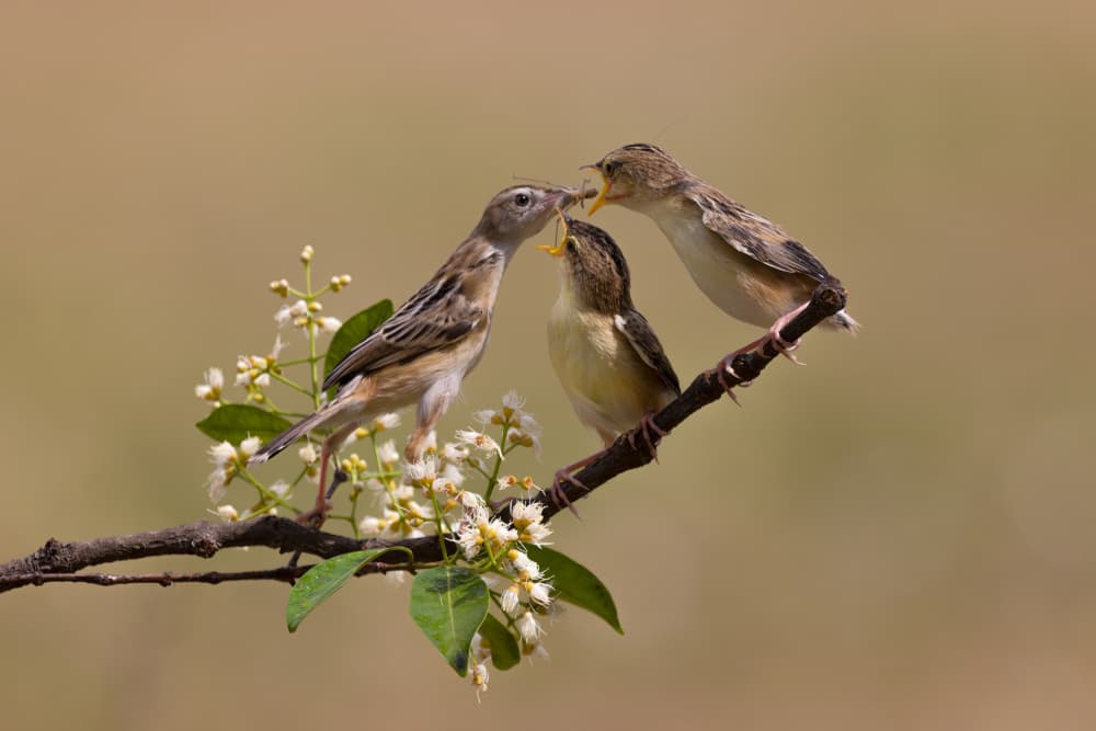 Birds Feeding in Spring by Lisdiyanto Suhardjo — canvas wall art