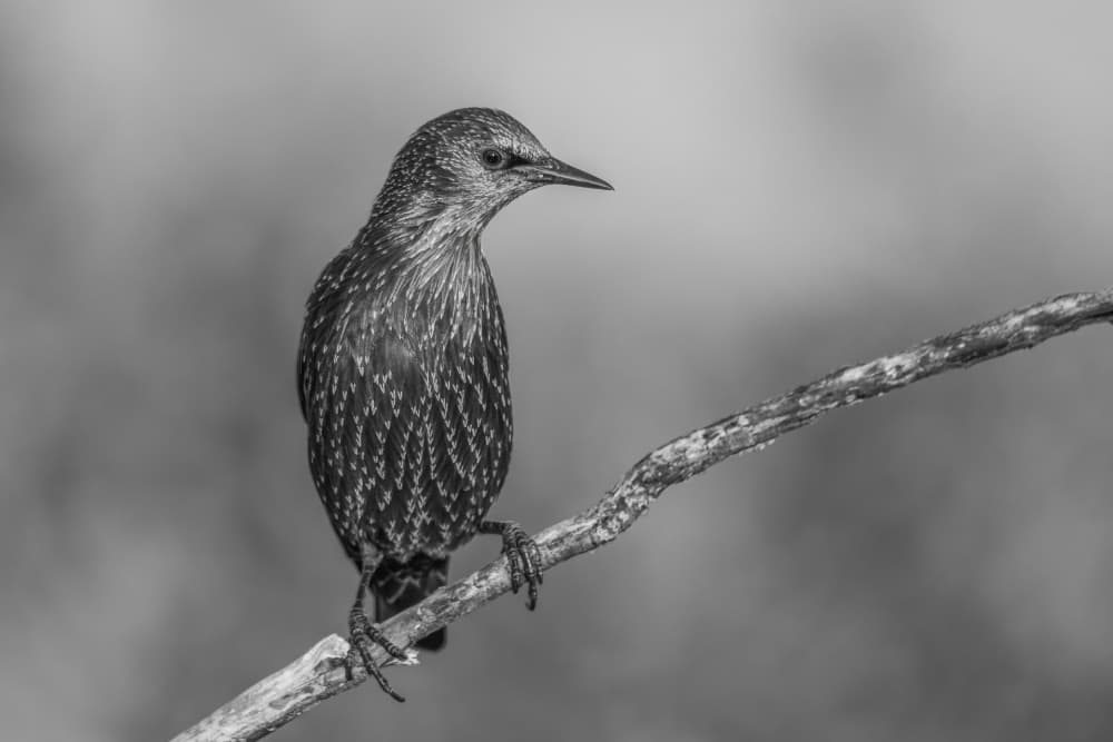 Monochrome Starling Perched by Juan José — canvas wall art