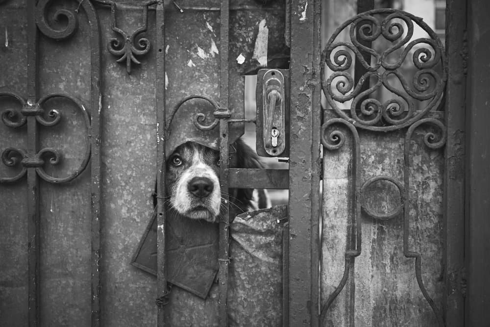 Curious Dog Peeking by Denis Malciu — canvas wall art