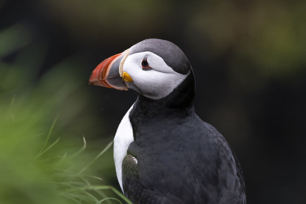 Colorful Puffin Portrait by AYMAN KHRBAWE — canvas wall art