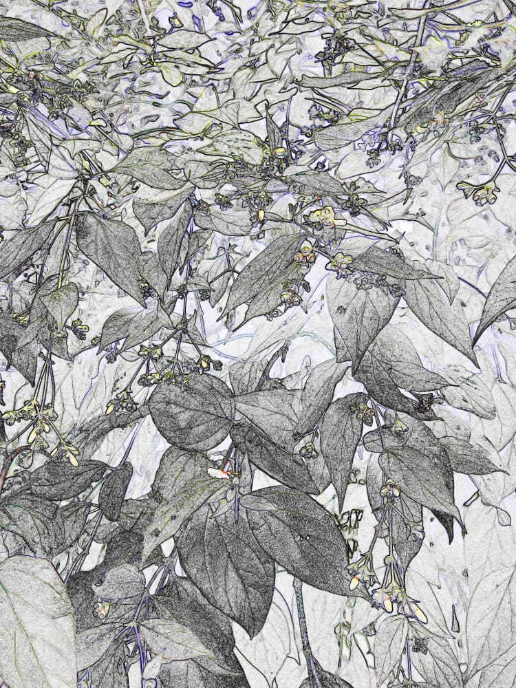 Subtle Botanical Study by Santhosh ch — canvas wall art