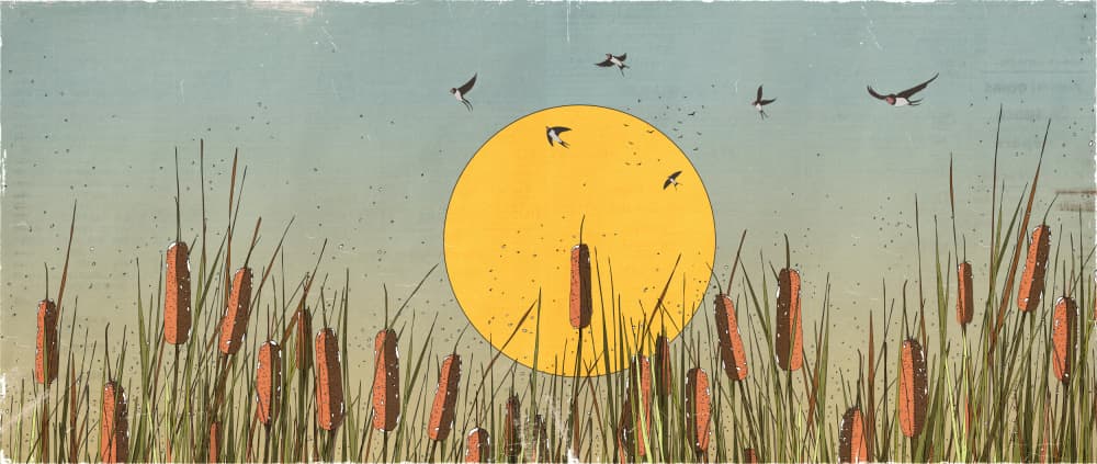 Tranquil Marsh Sunset by Nicholas — canvas wall art