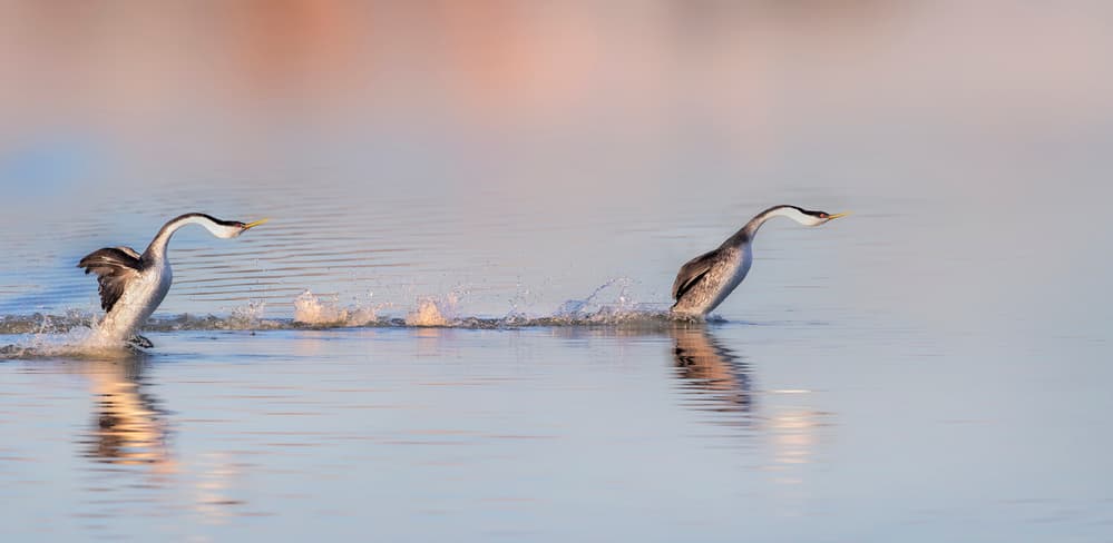 Dancing Grebes by Phillip Chang — canvas wall art