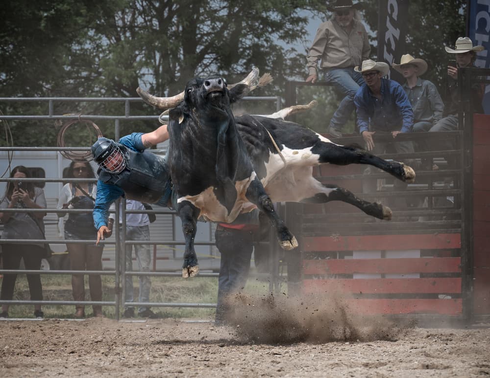 Bucking Bull Action by Leeian Dai — canvas wall art