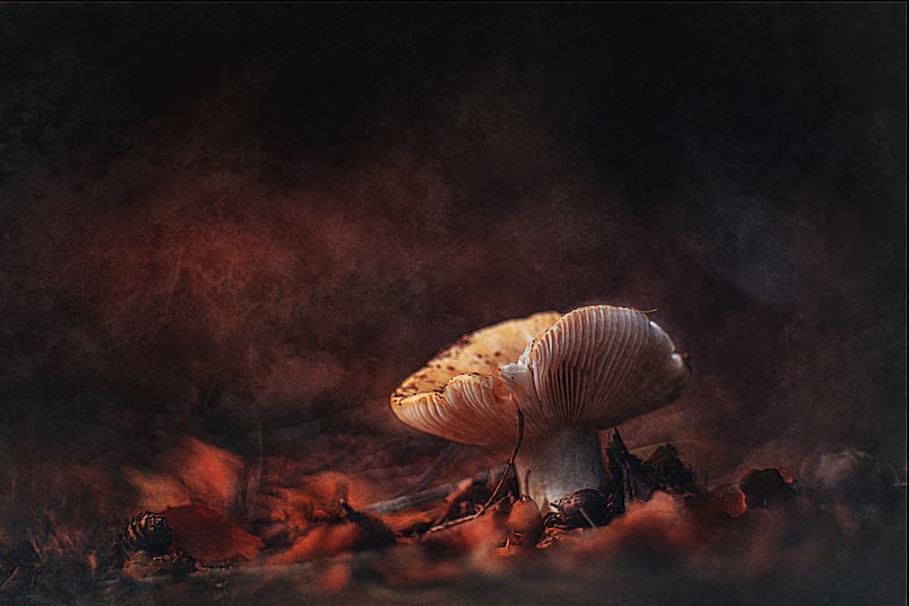 Mushroom Forest Glow by Jan van der Linden — canvas wall art