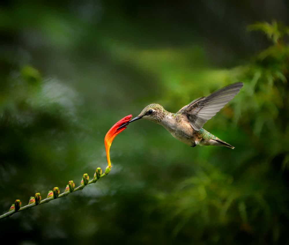 Hummingbird Nectar Flower by Hannah & Wei — canvas wall art
